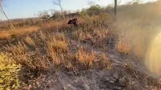 Capim Braquiar&atilde;o  no per&iacute;odo da seca!!