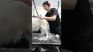 Использую гребень для удаления подшерстка/шерсти! #советыпогрумингу #уход