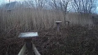 RSPB Leighton Moss Grit Trays Live Stream
