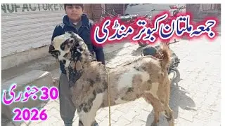 Jumma multan kbutar mandi updated qurbani 2026/30 January 2026