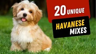20 HAVANESE Mixes That Will Steal Your Heart!