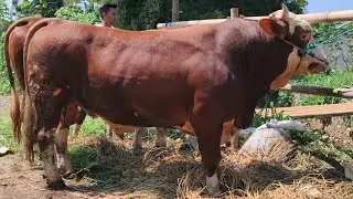 20 Juta🔥Sapi Qurban ekonomis Hati FARM citayam bogor