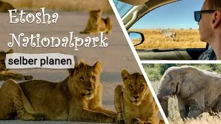 Etosha Nationalpark als Selbstfahrer: Alle Infos für Safari