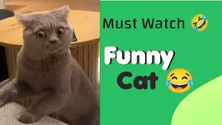Funny Cat Videos 😂😂 || #funnycatvideos #funny #funnyanimals #catvideos #funnyvideos #viralvideo 