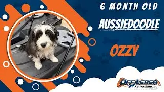 Ozzy&rsquo;s Obedience Transformation 