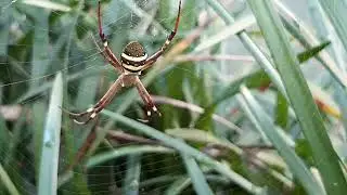St Andrews Cross Spider Argiope keyserlingi