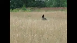 Gordon setter Horka field trial training