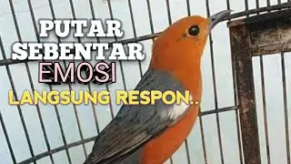 PANCINGAN ANIS MERAH biar EMOSI jadi NYAUT BUNYI GACOR NGEPLONG | TERAPI MACET