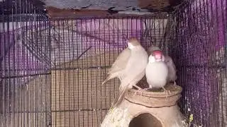Fawn java pair with self 4 chicks
