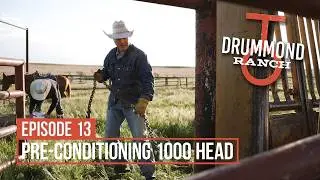 Pre-Conditioning 1000 Head of Cattle