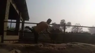 Resolution in RS Cattle farm