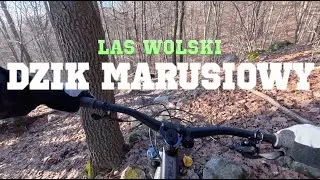 Dzik Marusiowy 🐗 Las Wolski #mtb #enduro