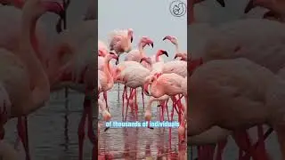 This isn't what you think it is! 😲😲😲