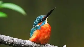 野鳥の世界 ②