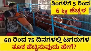 ಕುರಿ ಮತ್ತು ಮೇಕೆಗಳಲ್ಲಿ ತೂಕ ಹೆಚ್ಚಿಸಲು ಅನುಸರಿಸಬೇಕಾದ ಆಹಾರ ಕ್ರಮ / how to increase weight in Sheeps