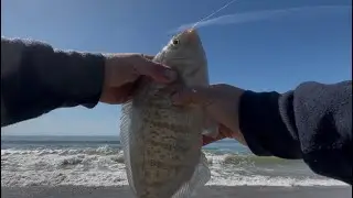 How to Catch Surf Perch Demo Raw and Uncut California 2025