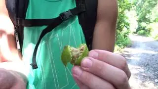 Fig Wasp Larva 2