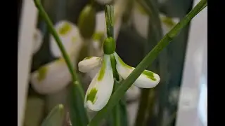 Schneegl&ouml;ckchentage Mannheim 2019 - Snowdrop-Show in Mannheim/Germany 2019