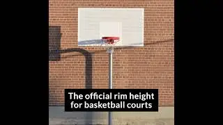 Высота баскетбольного кольца 🗑🏀 ... #баскетбол #шорты