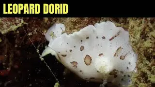 Леопард Дорид 7 | Морская Дикая Природа Моря Салиш