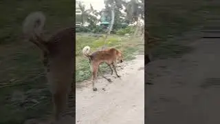 buldojar baba jindabat #excavator #automobile #jcb #funny #jcv #trending #yogibaba #shortsvideo