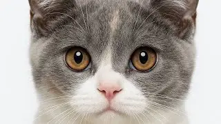  Lickable cat treats 😋جمعه به وقت بستنی