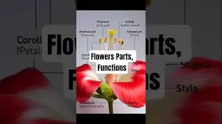 Flower Parts name and Function in 60 Seconds #biology #plantreproduction #flowers #botany #science