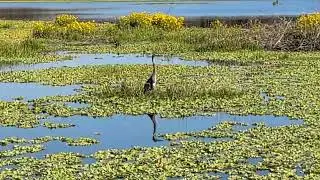 Great Blue Heron Stands in Marsh & Common Moorhens Swim at Lake Apopka Wildlife Drive! Apopka
