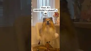 It's obviously a photo #trending  #viral  #shorts  #photo #TiggyN