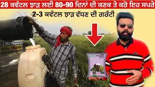 How to increase wheat yield | 80-90 ਦਿਨਾਂ ਦੀ ਕਣਕ ਤੇ ਕੀ ਕਰੀਏ