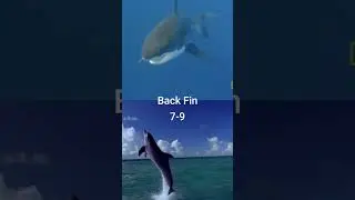 Great White Shark vs Bottlenose Dolphin #shorts