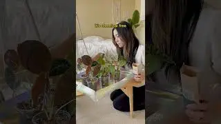 Чем я подкармливаю комнатные растения #шорты #комнатныерастения #уходзарастениями #советыпоуходуз...
