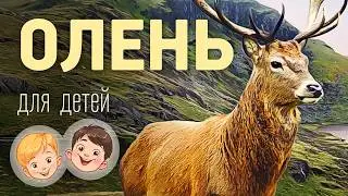 Олень. Видео про животных для детей 3+
