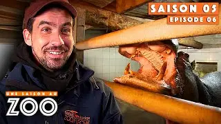 Pich forme Béranger aux hippopotames ! | S05EP06 | Émission intégrale | Une saison au zoo