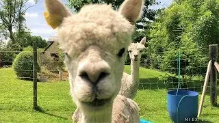 Walking with Alpacas | Ireland | Northern Ireland | NI EXPLORER