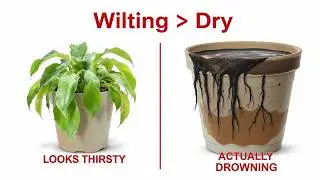 It’s Not Thirsty! Why Watering a Wilting Plant Is a Fatal Diagnosis