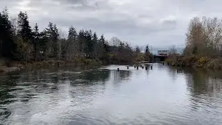 This device is helping protect salmon from seals in Bellingham