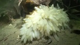 MLSS BOWEN 1