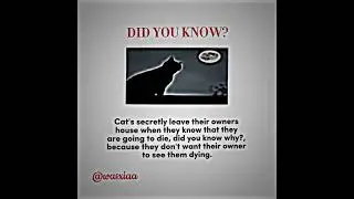 Did you know?  #followforfollowback #viral #viralvideo #sad #catsign #subcribemychannel