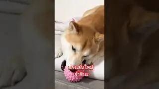Лаки получил новую игрушку! Он так рад! #собака #японскаясобака #домашниеживотные #шибаину #шорты