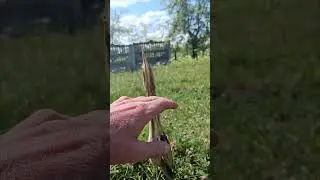 Eurasian Bittern Bird Disguises as Reed