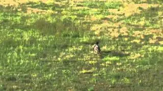 Bobby the toy Australian Shepherd herding geese