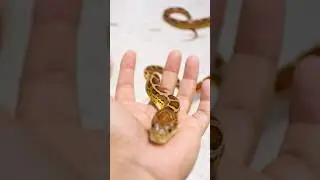 Beautiful Snake 🐍#petsnake
