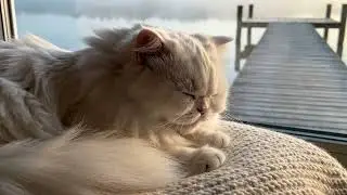 Deep Sleep ASMR | Misty Lake Morning & Fluffy White Cat Purring 🌫️🤍