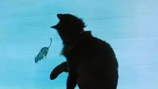 #猫のための動画　ヤマトにみせてみた