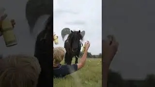 POV: Your horse auditions for the role of world&rsquo;s most annoying fly 🐴➡️🦟 #horse #pony