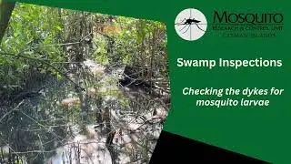 Mosquito Larvae Swamp Inspection with Ricardo Caballero