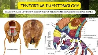Exploring the Wonders of the Tentorium in Entomology #agriculture #insects #entomology #icar #iari