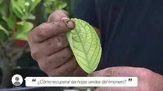 &iquest;C&oacute;mo recuperar las hojas verdes del limonero? - Briconsulta - Jardinatis