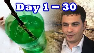 How to Root Fig Cuttings in Water to ground Soil directly without experience to Grow a Fig Tree